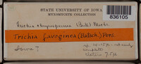 Image Associated With the Occurence